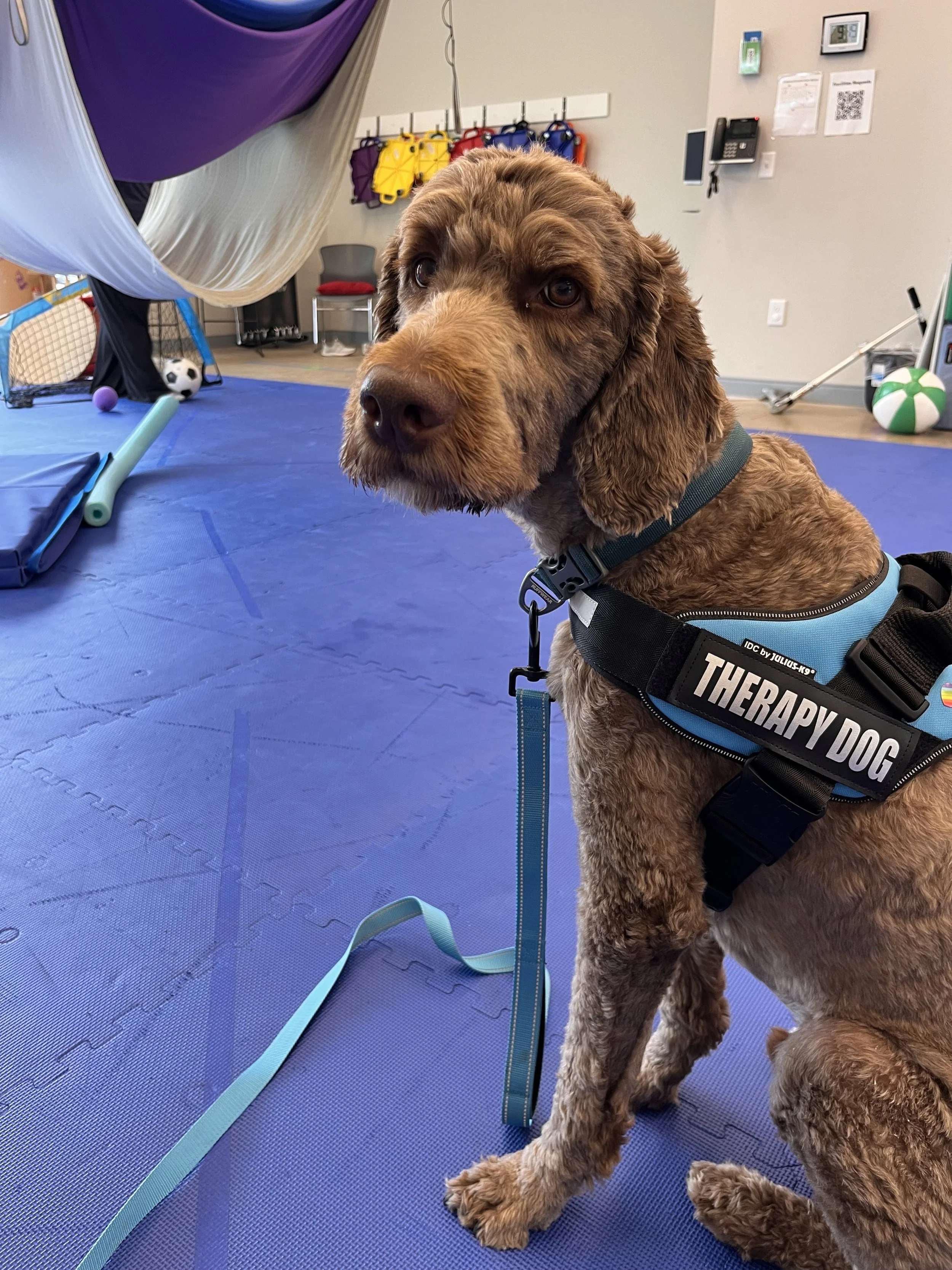 A brown therapy dog with a harness labeled "THERAPY DOG" sitting on a blue mat in a room decorated with colorful agility equipment, toys, and medical supplies.