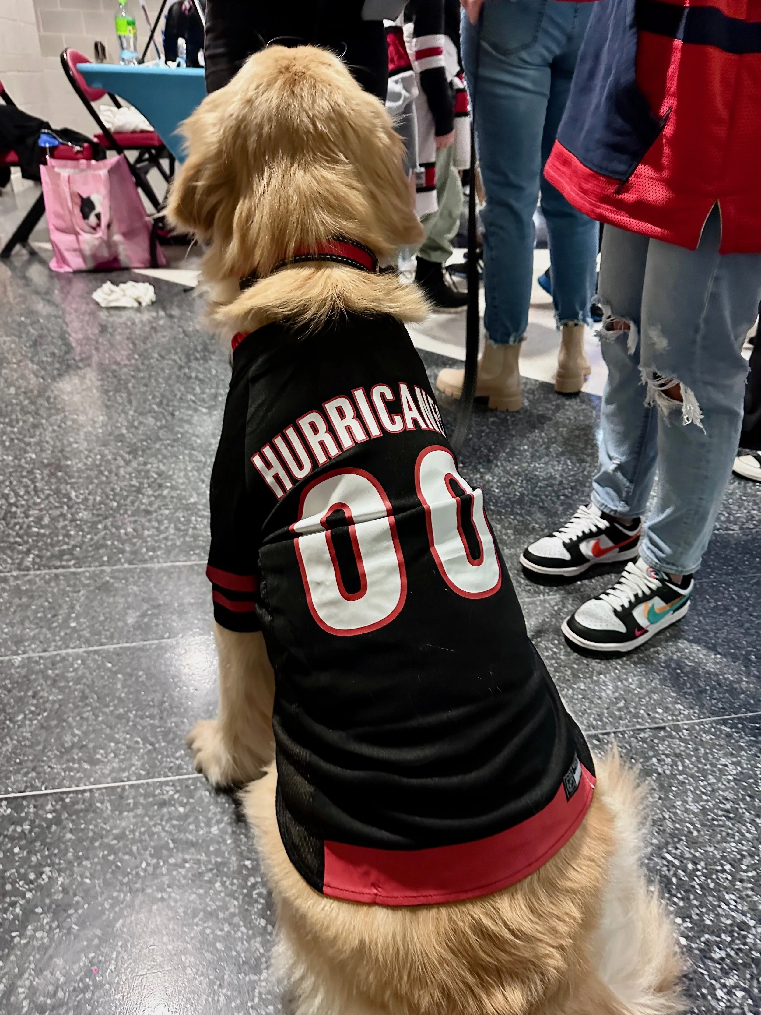 A golden retriever wearing a black jacket with red and white lettering, sitting on a black-speckled floor surrounded by people, at an indoor event.