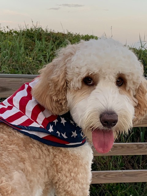 Close-up of a cute, fluffy dog with curly beige fur and a bandana in stars and stripes pattern outdoors with greenery and a cloudy sky.
