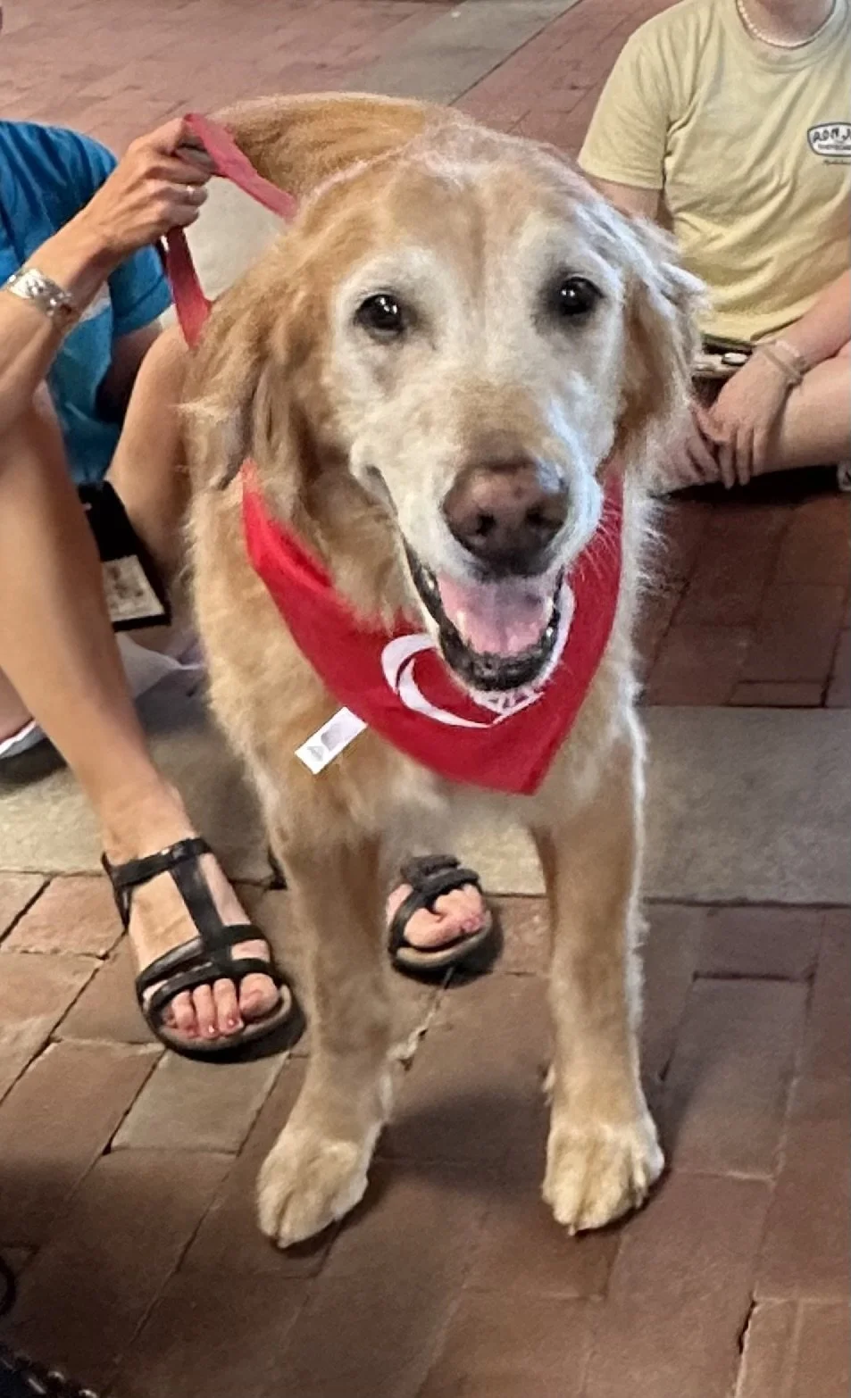 Golden retriever wearing a red bandana, standing on a brick floor, with people sitting around.