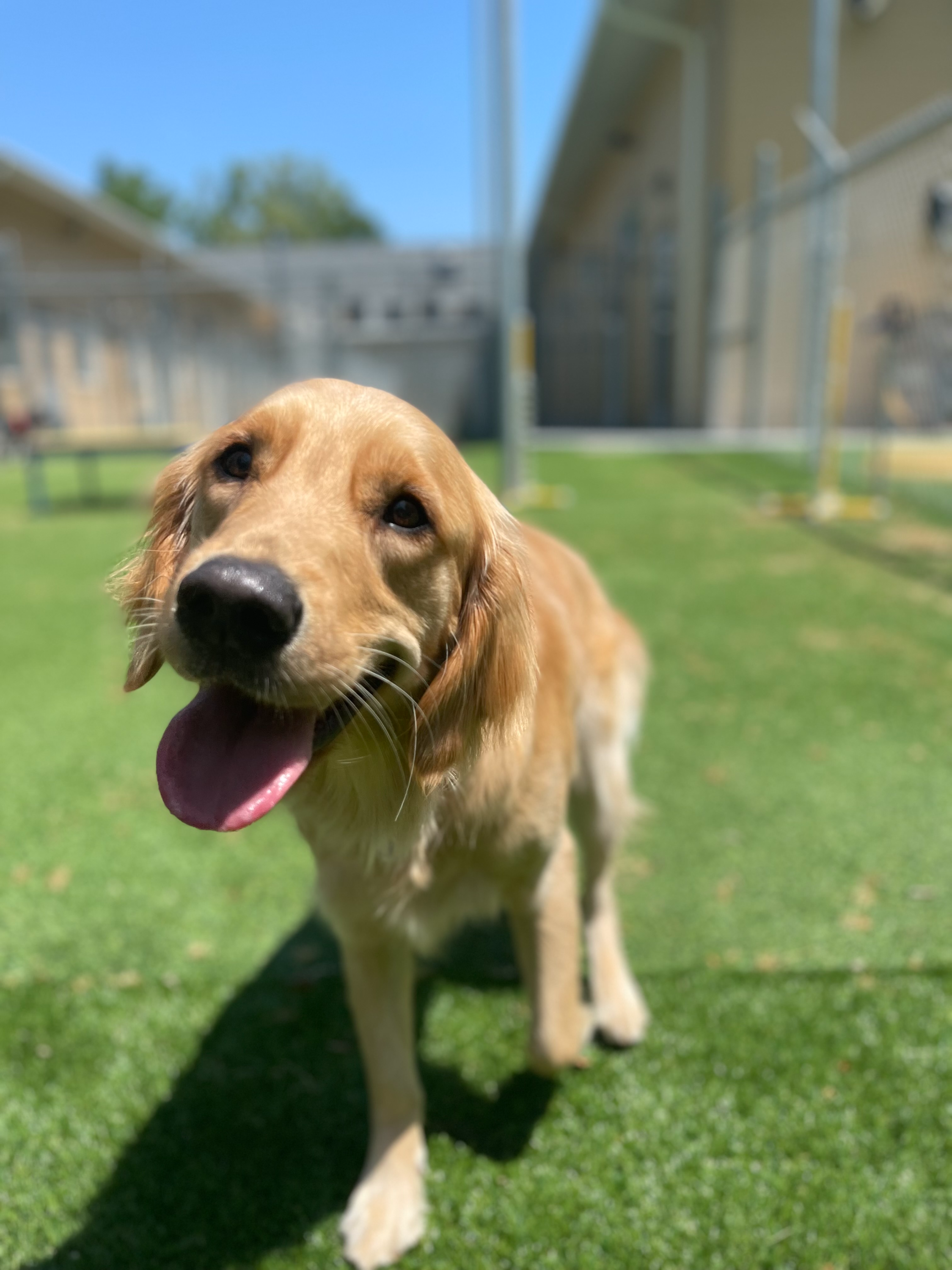 Close-up of a happy golden retriever dog with tongue out, standing on green grass in a backyard on a sunny day.