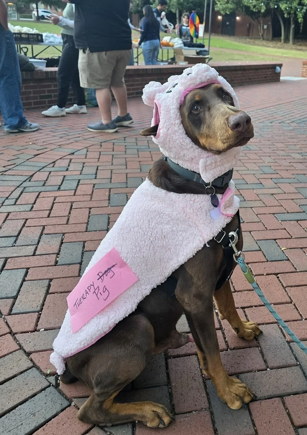 A dog dressed in a pink lamb costume with a tag that reads "Thelap Dog T.G." is sitting on a brick pavement at an outdoor event, with people and tents in the background.