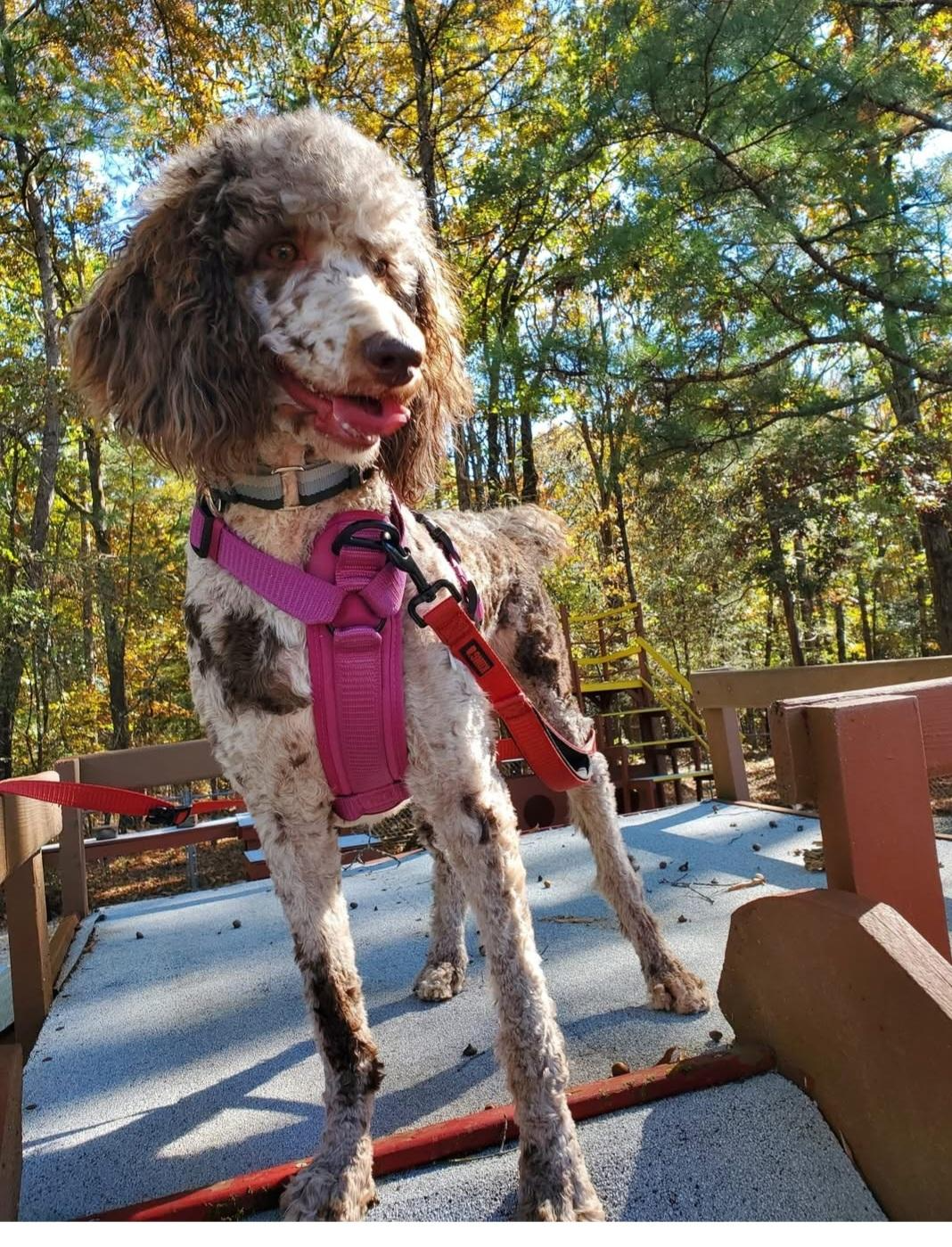 A dog with a curly, speckled coat, wearing a pink harness, standing on a wooden platform in a forested area with fall foliage.