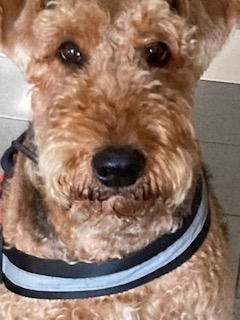 Close-up of a light brown poodle mix dog with dark eyes and a black nose, wearing a striped harness.