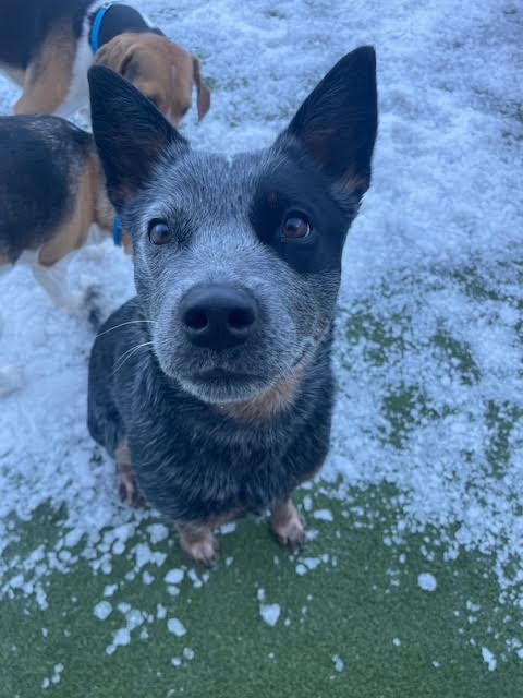 Close-up of a curious black and grey dog with pointed ears standing on a snowy ground.