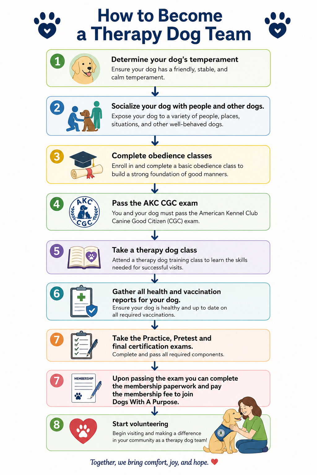 A step-by-step infographic titled 'How to Become a Therapy Dog Team' with illustrations of dogs and people. It includes instructions such as: 1. Determine your dog's temperament, 2. Socialize your dog, 3. Complete obedience classes, 4. Pass the AKC CGC exam, 5. Take a therapy dog class, 6. Gather health reports, 7. Pass certification exams, 8. Start volunteering. The bottom right shows a woman petting a therapy dog; the bottom says 'Together, we bring comfort, joy, and hope.'