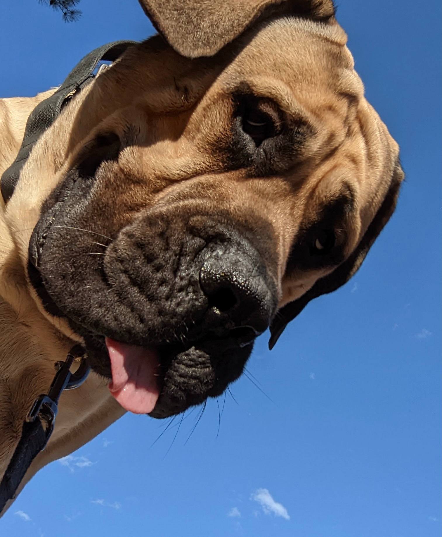 Close-up of a large, tan-colored dog with a black nose and wrinkles, wearing a harness with a blue collar, panting with tongue out, against a bright blue sky with a few clouds.