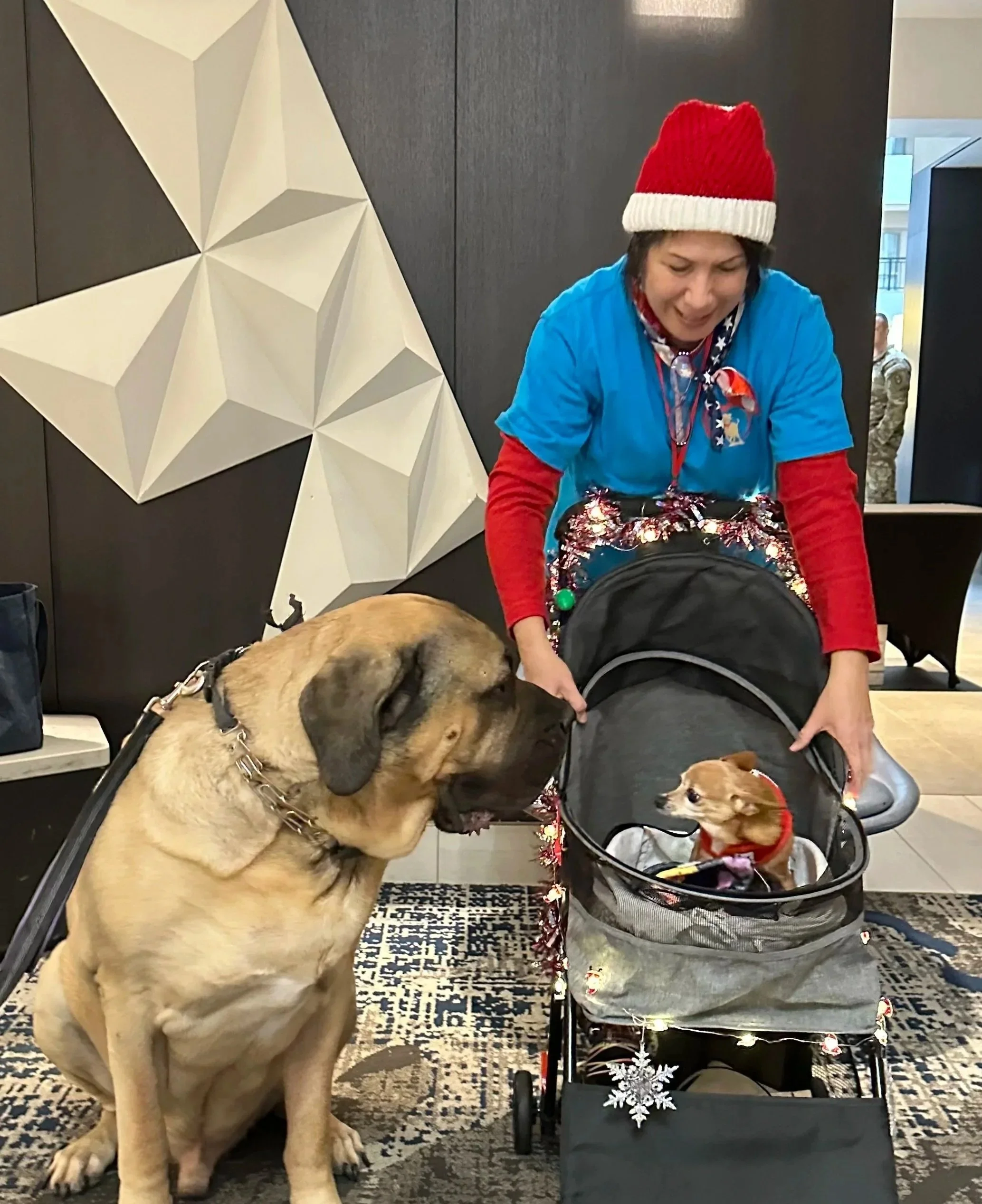 A woman wearing a red Santa hat and a blue shirt is inside a decorated area with dark walls and a patterned rug. She is leaning over a pet stroller decorated with Christmas lights and snowflake ornaments, containing a small dog. A large dog, possibly a retriever, is seated nearby, looking at the small dog in the stroller.