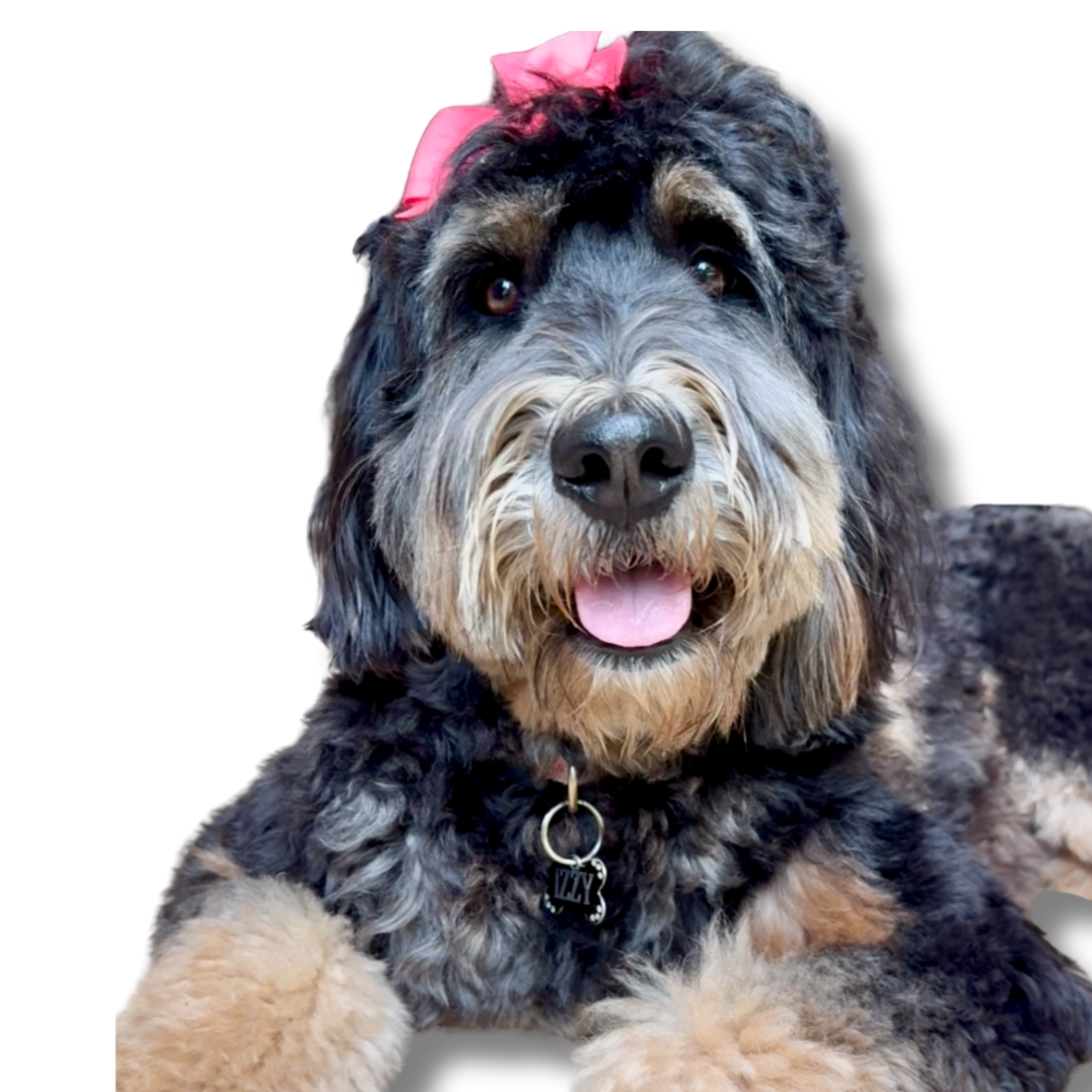 A black, gray, and white fluffy dog with a pink bow on its head, wearing a collar with attached tags, sitting on a surface.