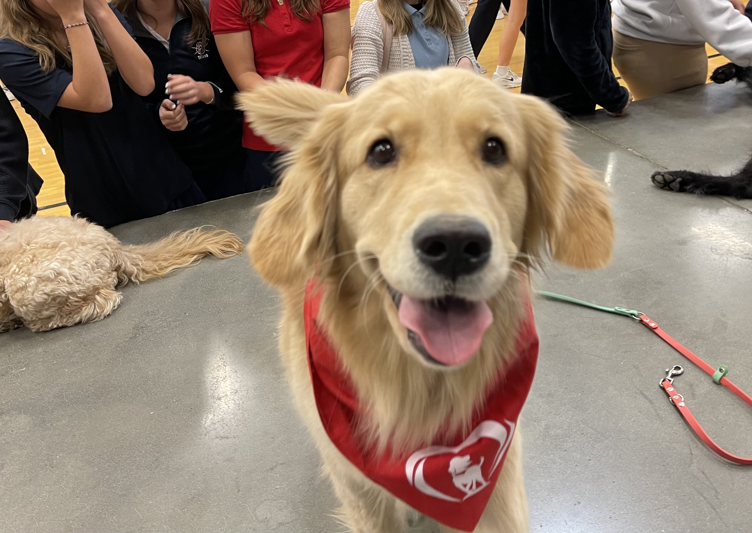 Close-up of a happy golden retriever puppy wearing a red bandana, with a group of people and other dogs in the background at an indoor event.