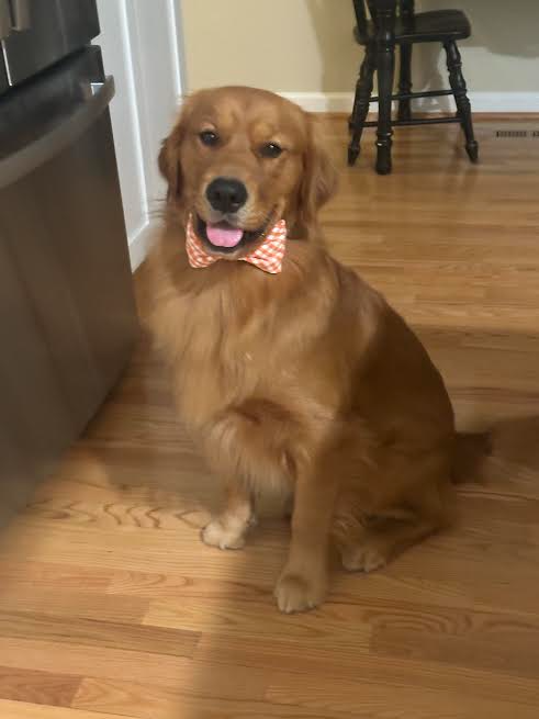 Golden retriever dog sitting on wooden floor, wearing a red and white checkered bowtie, near a stove and a black chair.