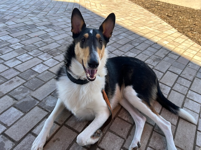 A happy black, white, and tan dog with large ears lying on a paved sidewalk, looking at the camera.