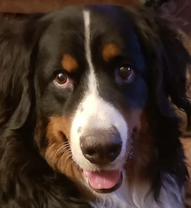 Close-up of a Bernese Mountain Dog with black, white, and brown fur, looking at the camera with a happy expression.