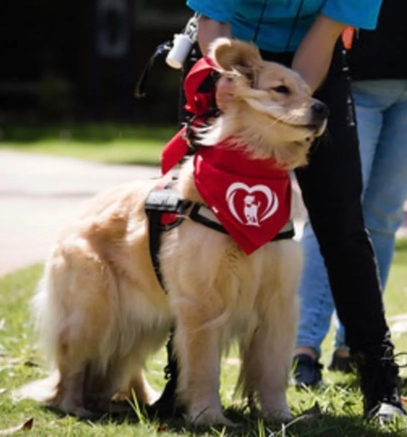 A service dog, a golden retriever, wearing a red bandana and harness, standing outdoors on grass, with a person nearby.