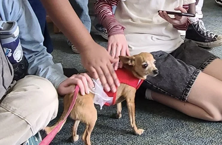 People sitting on the floor with a small dog wearing a red vest, some hands reaching out to pet the dog, and one person holding a smartphone.