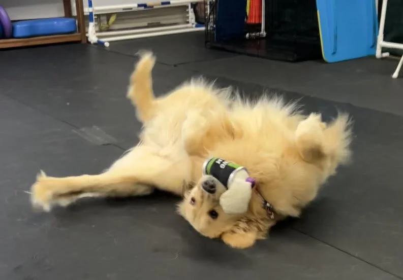 Golden retriever dog lying on its back with a toy in its mouth, on a black gym floor.