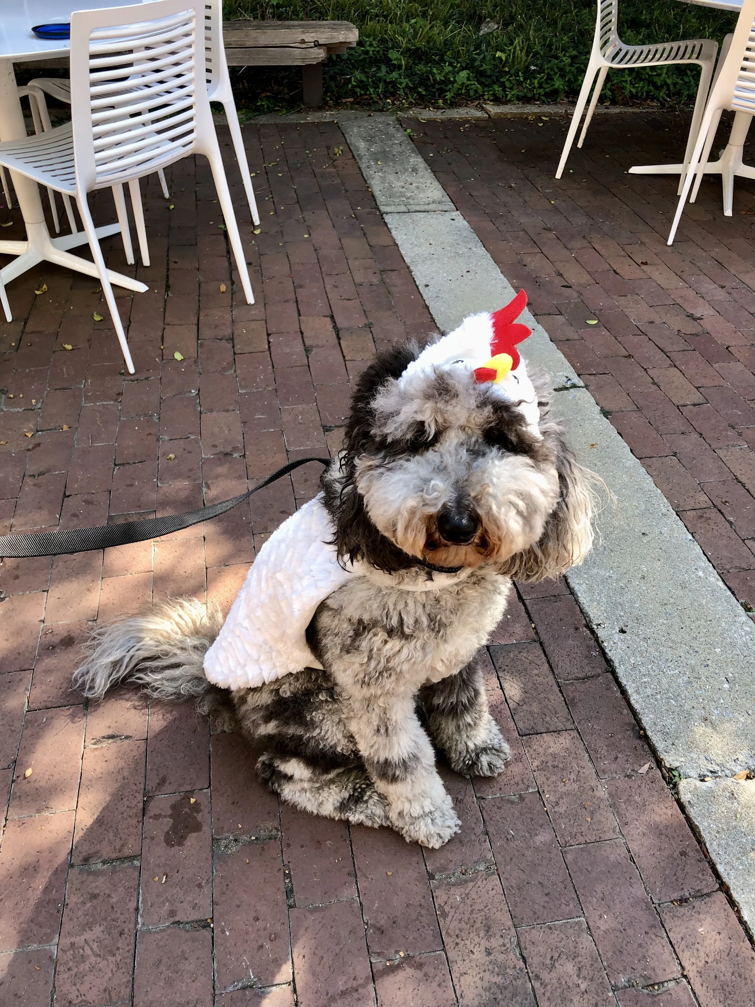 A fluffy dog with a black and white curly coat sitting on red brick pavement, wearing chicken-shaped costume wings and a head accessory with a yellow beak and red comb, on a leash in outdoor seating area with white chairs and a table.