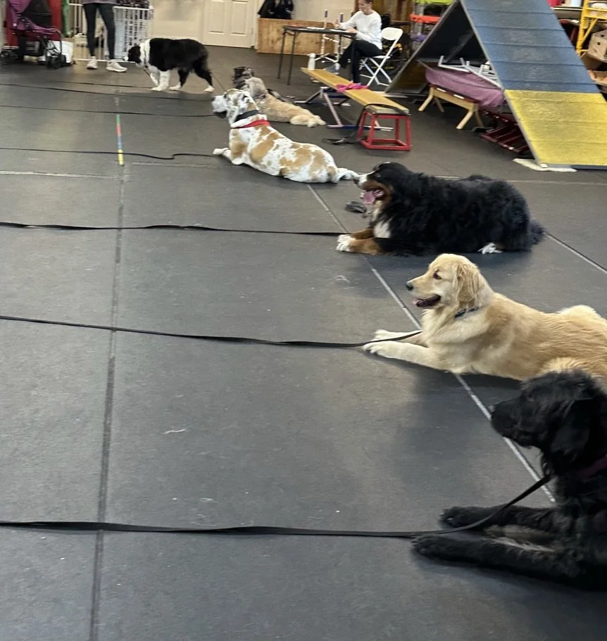 Group of dogs lying on the floor of a dog training or play facility, with some dogs tethered and others resting. In the background, there are people and dog agility equipment.