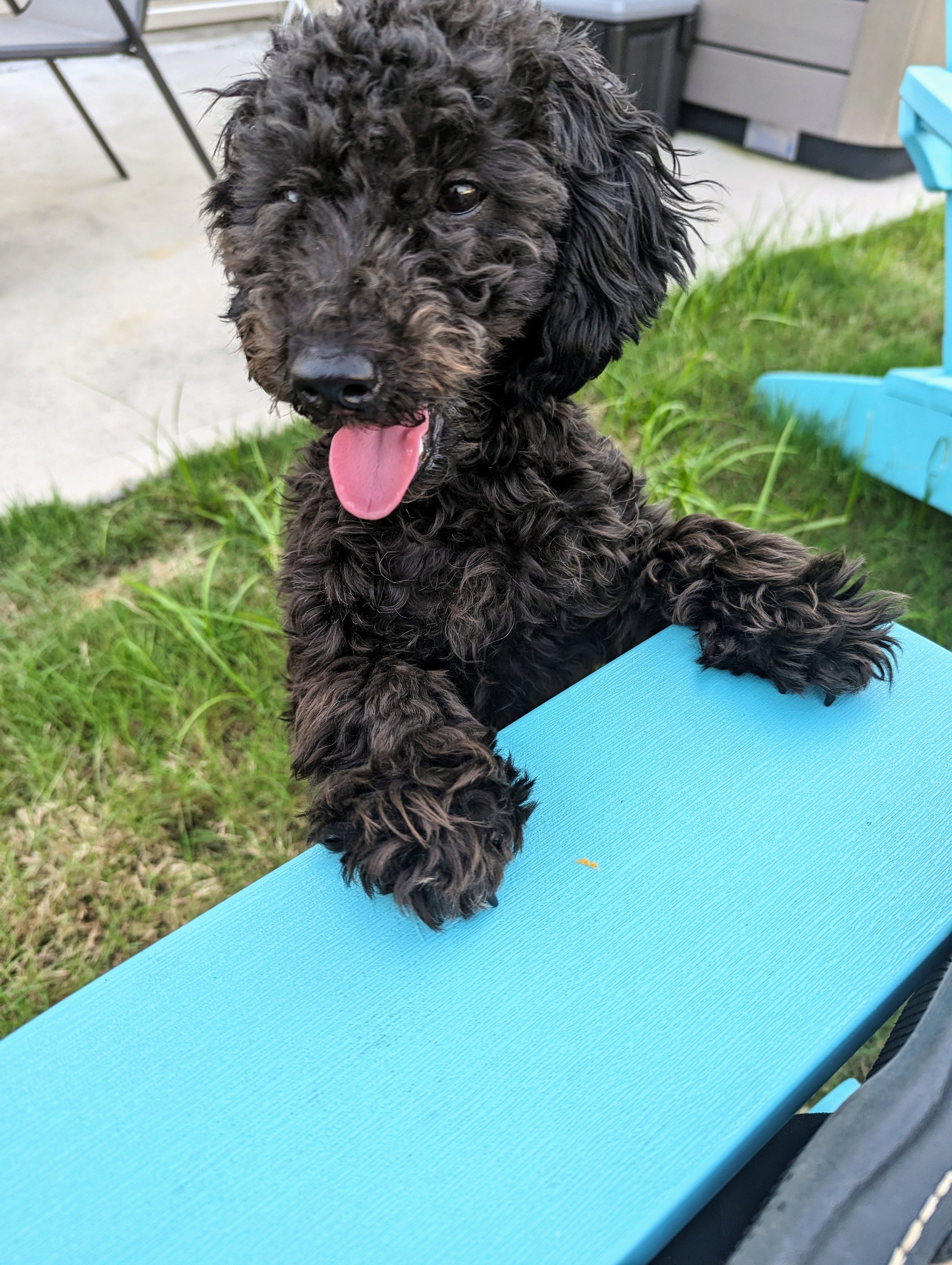 A black curly-haired puppy with its tongue out, sitting on a blue surface outdoors, with a grassy area and some outdoor furniture in the background.