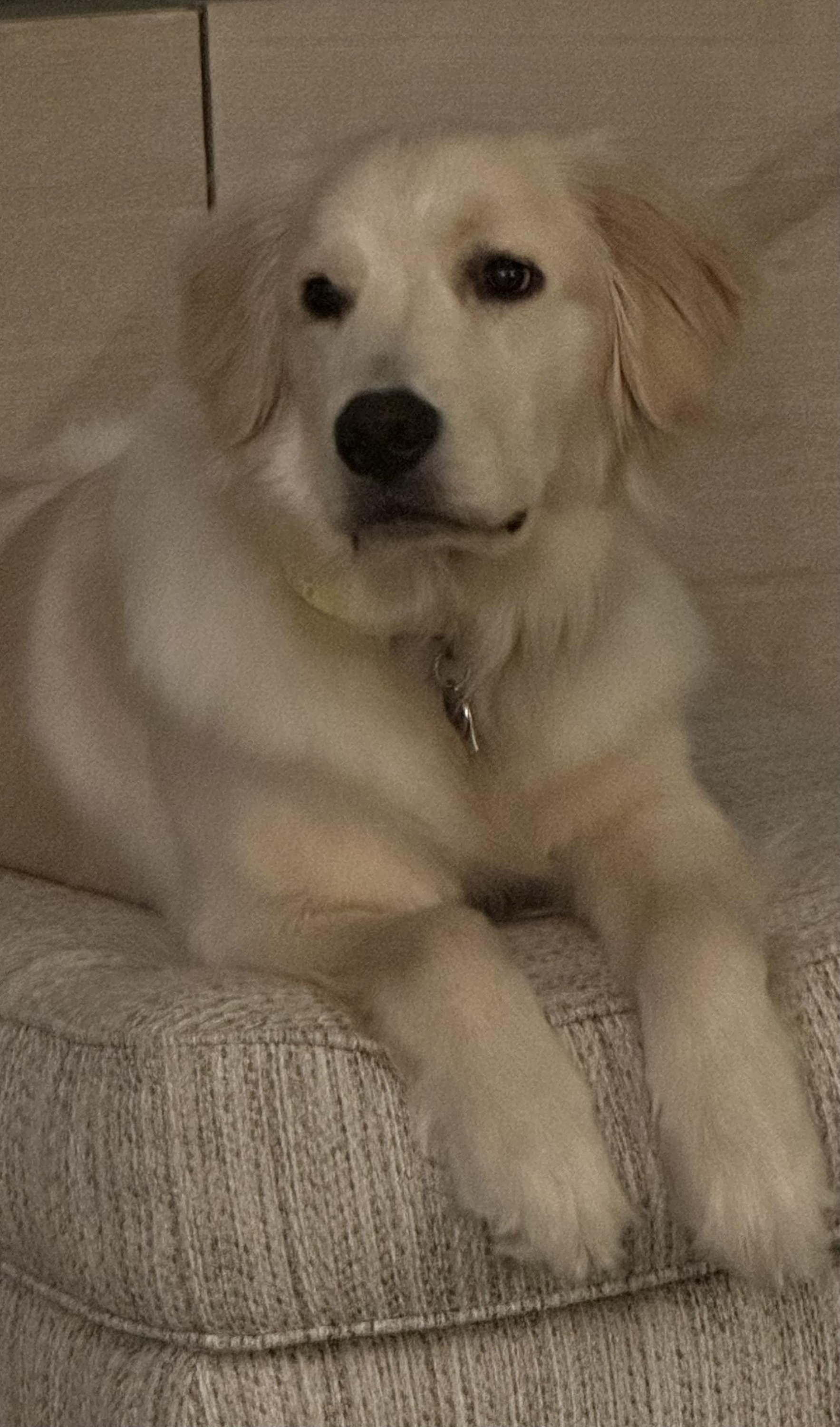 A light-colored dog with floppy ears and dark eyes lying on a beige fabric armrest or cushion.