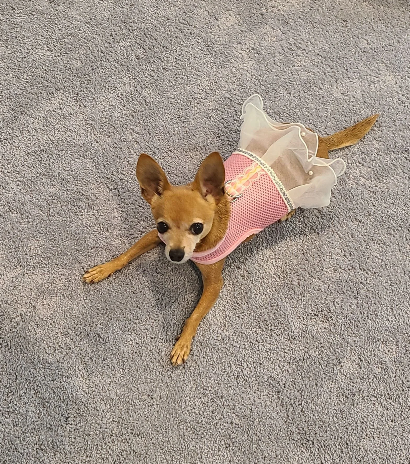 A small brown dog wearing a pink and white dress with a frilly skirt, lying on a gray carpet, looking up at the camera.
