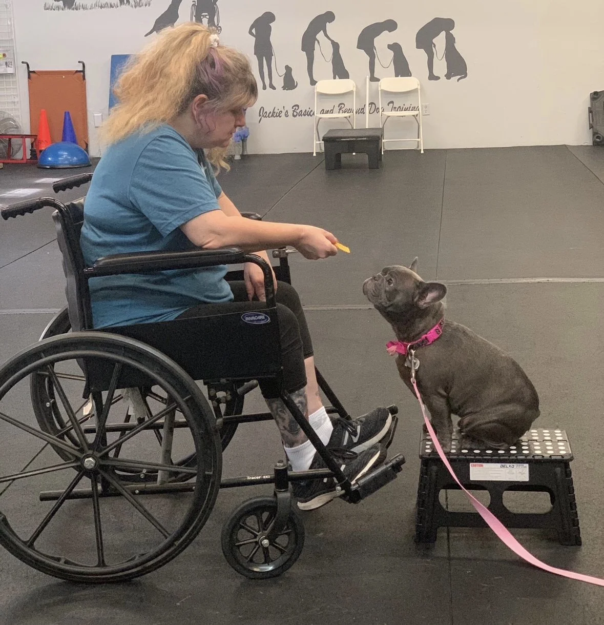 A woman in a wheelchair training a French Bulldog sitting on a small platform; she hands the dog a treat in a pet training room with silhouette posters of dogs on the wall.