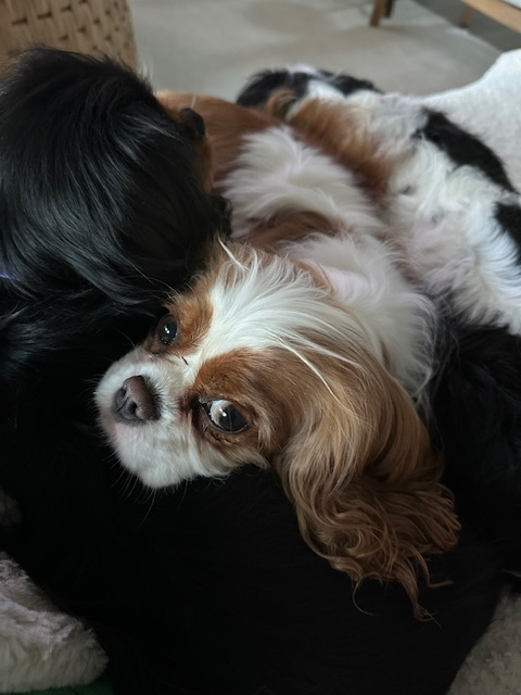 Two dogs snuggling together, one with black fur and the other with brown and white fur.