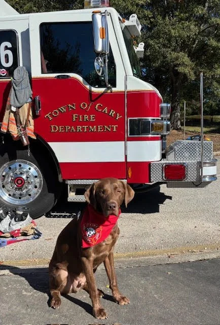 A brown dog wearing a red bandana sitting in front of a fire truck from the Town of Carmel Fire Department.