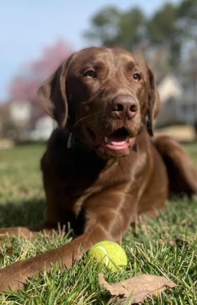 Brown dog lying on grass with a yellow tennis ball in front, outdoors with trees and blue sky in background.