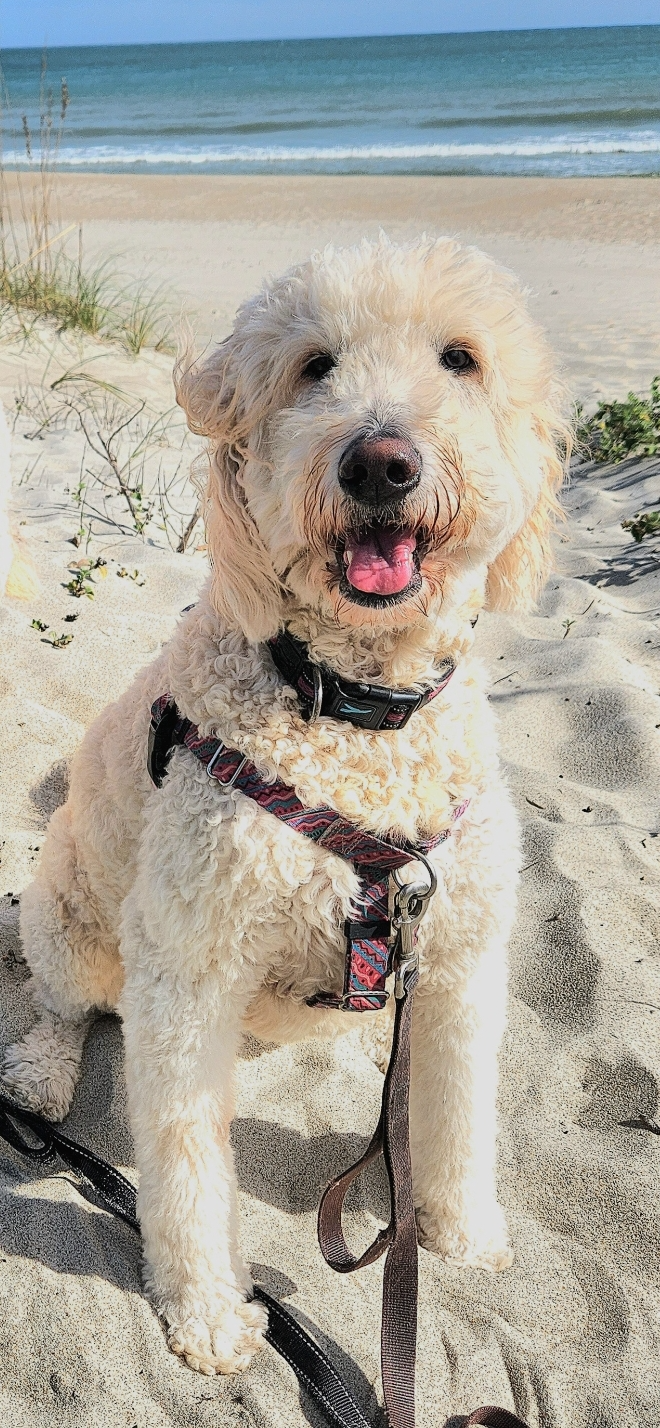 A fluffy, cream-colored dog with a curly coat sitting on a sandy beach near the ocean, looking happy with its mouth open and tongue out, wearing a harness and leash.