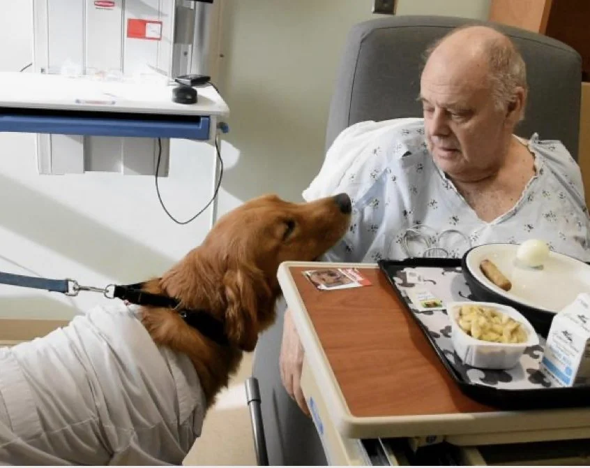 An elderly man in a hospital bed with a hospital gown, looking at a golden retriever dog on a leash, which is sniffing his face. The dog is wearing a white coat. There is a meal on a tray in front of the man, with food items and a milk carton nearby.