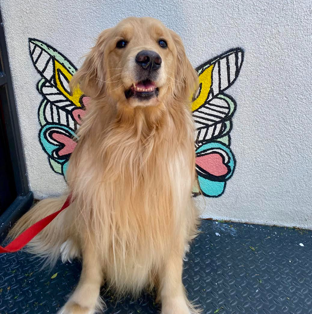 Golden retriever dog sitting in front of a butterfly mural on a gray wall, with a red leash attached to its collar.