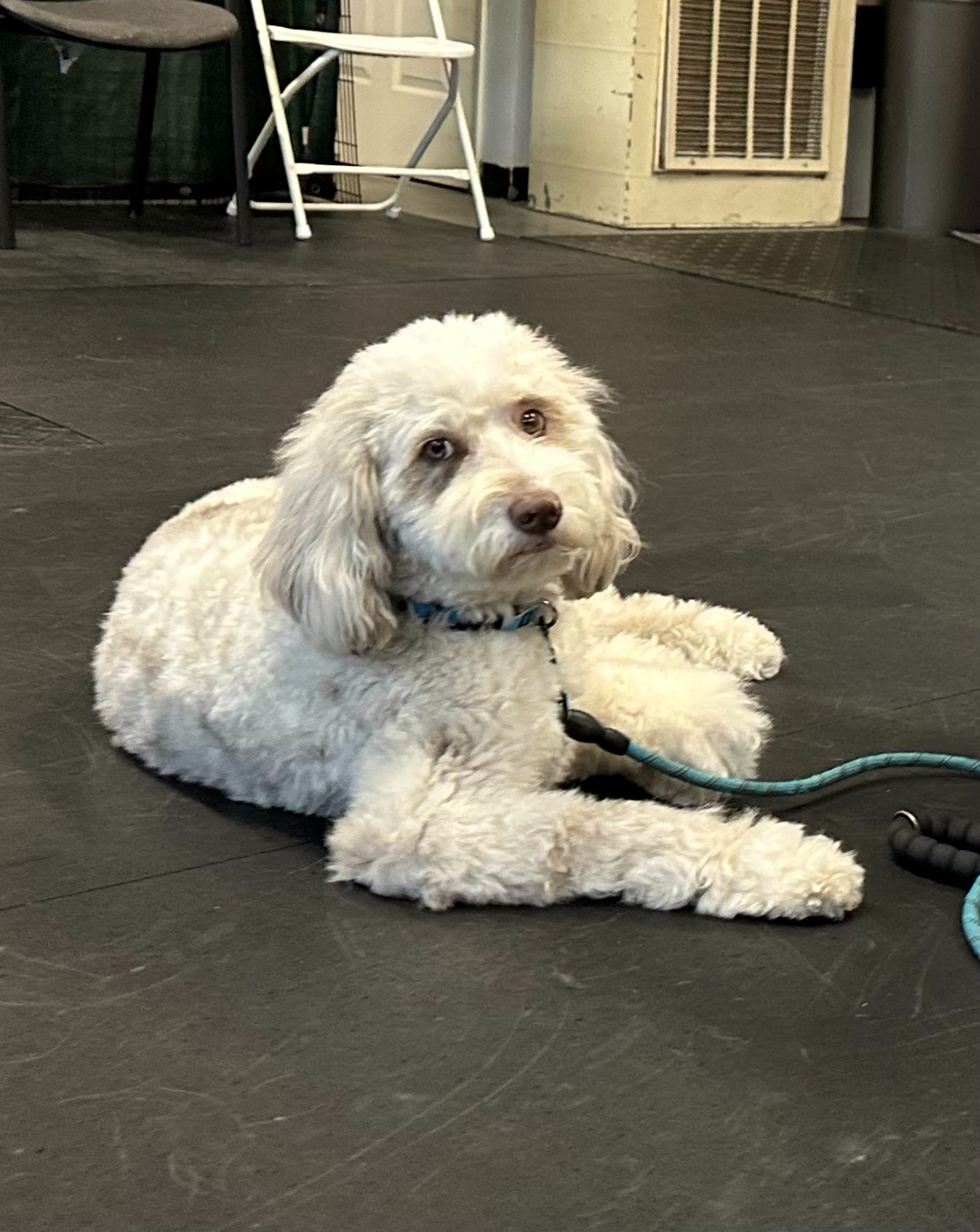 A fluffy white dog with multiple colored eyes lying on a dark floor, with chairs and a vent visible in the background.