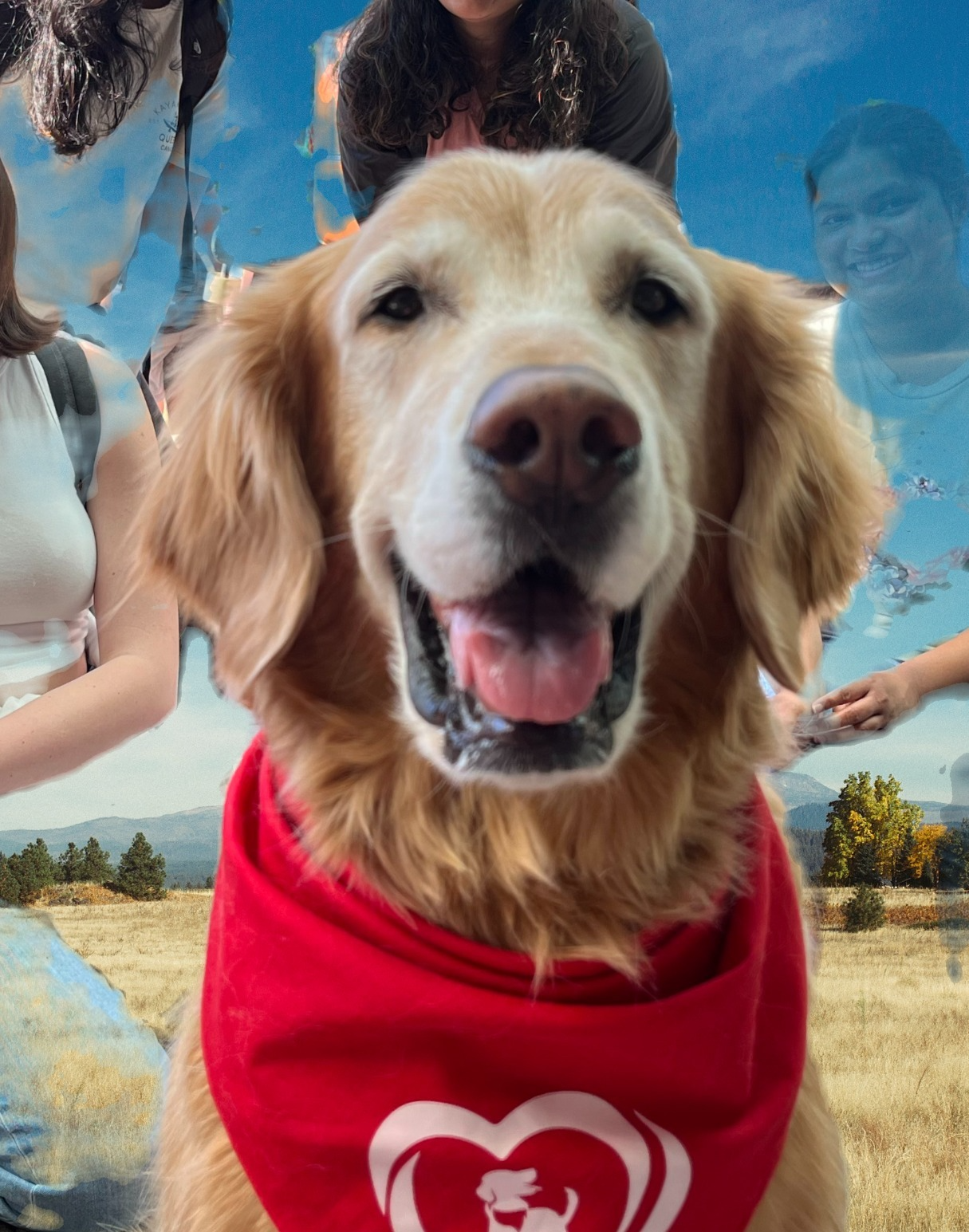 A happy golden retriever wearing a red shirt with a white heart logo, outdoors in a field with mountains and trees in the background.