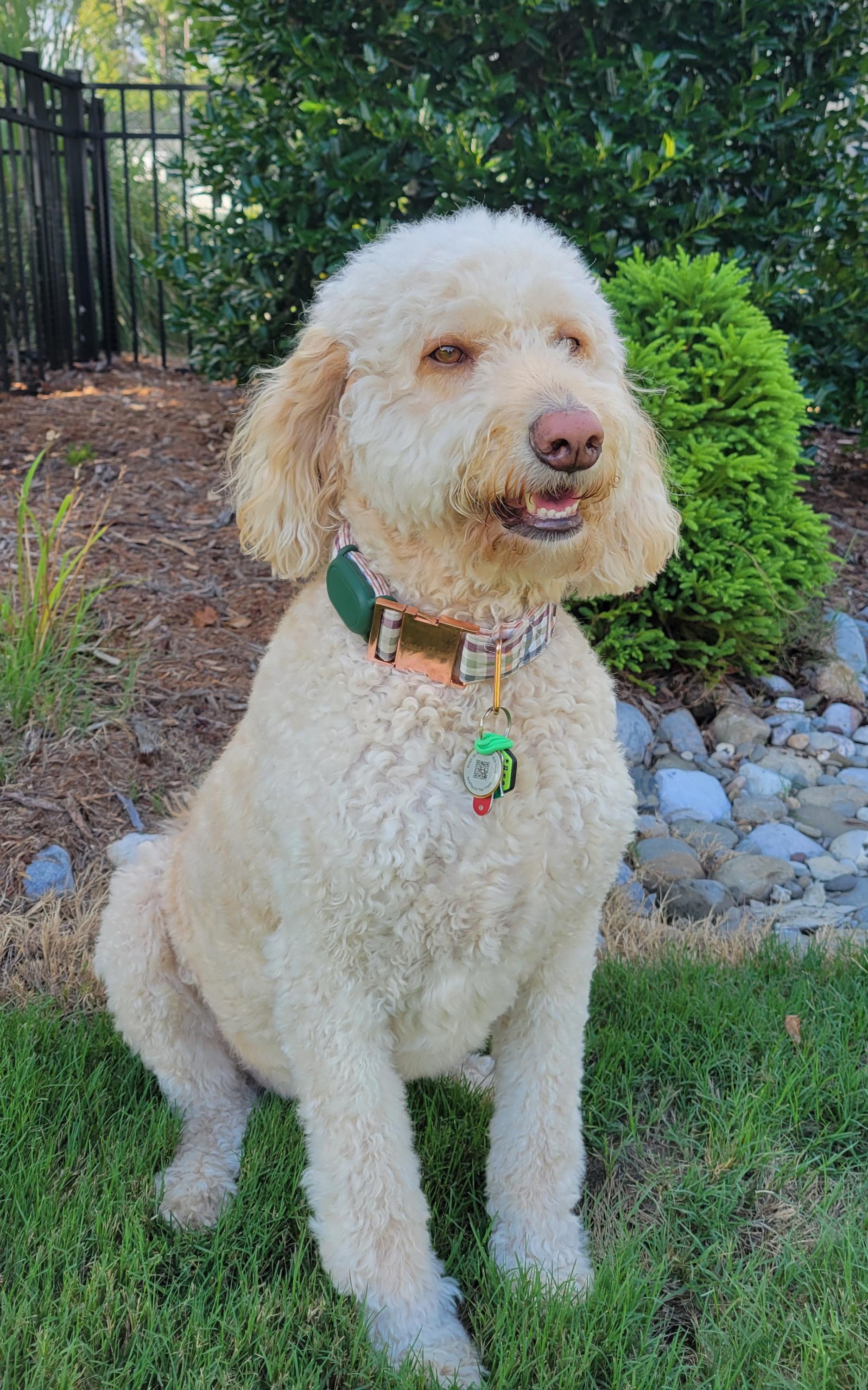 A fluffy, cream-colored dog with floppy ears sitting on green grass. The dog wears a plaid collar with tags, and there are shrubs, rocks, and a metal fence in the background.