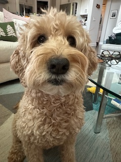 Cute curly-haired tan dog sitting on a carpet in a living room.