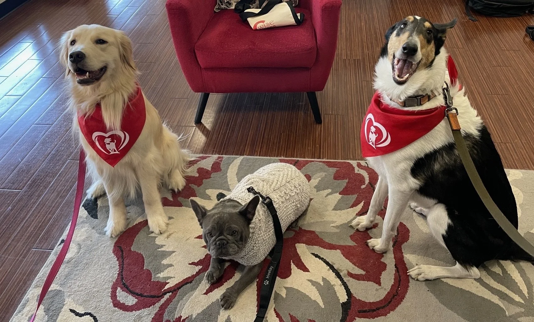 Three dogs, two large and one small, sitting indoors on a patterned rug. The large dogs are wearing red bandanas with heart and dog paw print logos, and the small dog is wearing a light-colored knitted sweater. All three dogs are looking at the camer