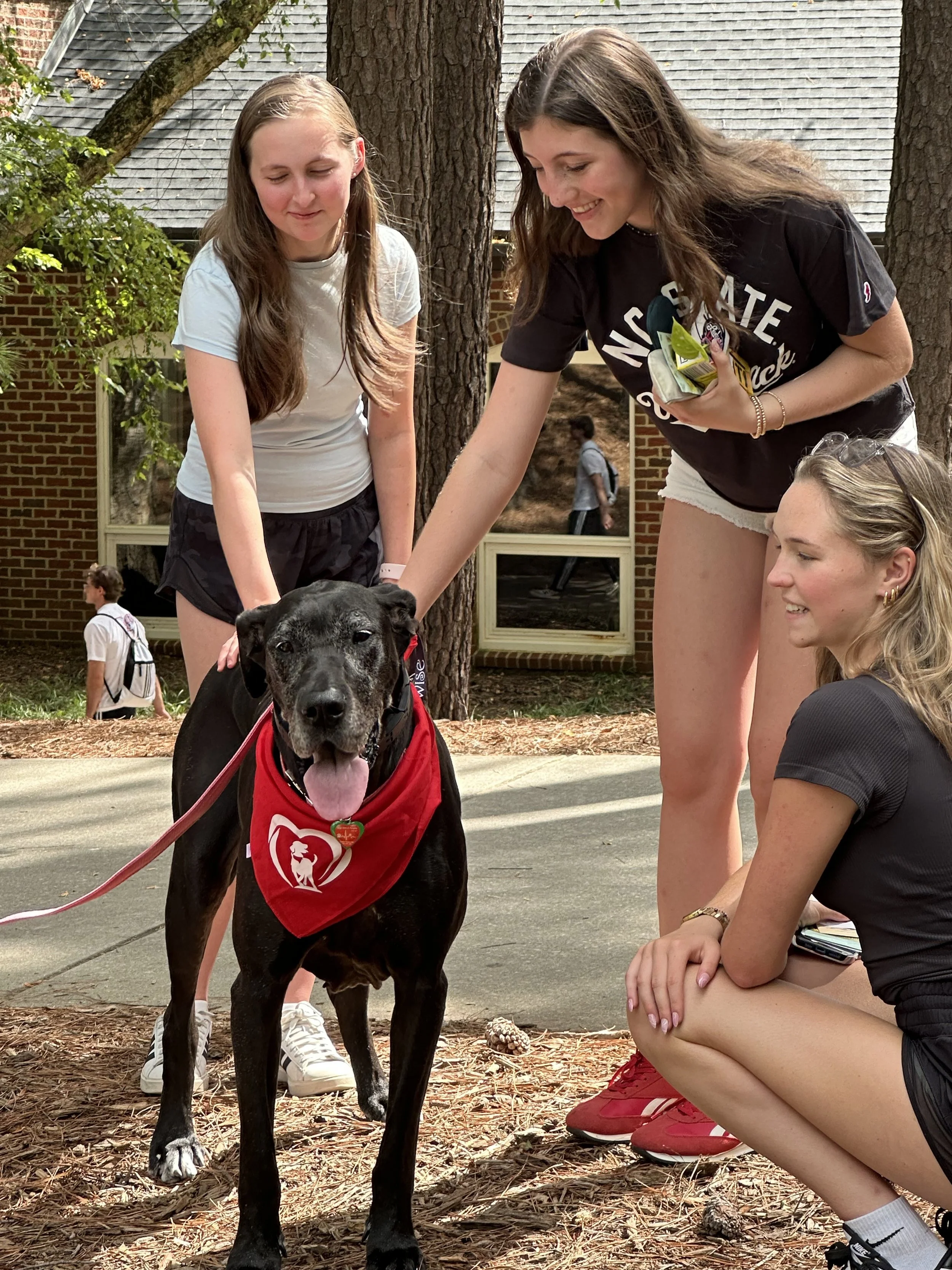Two young women and a girl are interacting with a black dog outdoors on a sidewalk with pine straw. The dog is wearing a red bandana with a white heart and a dog logo. There are bricks, trees, and other people in the background.