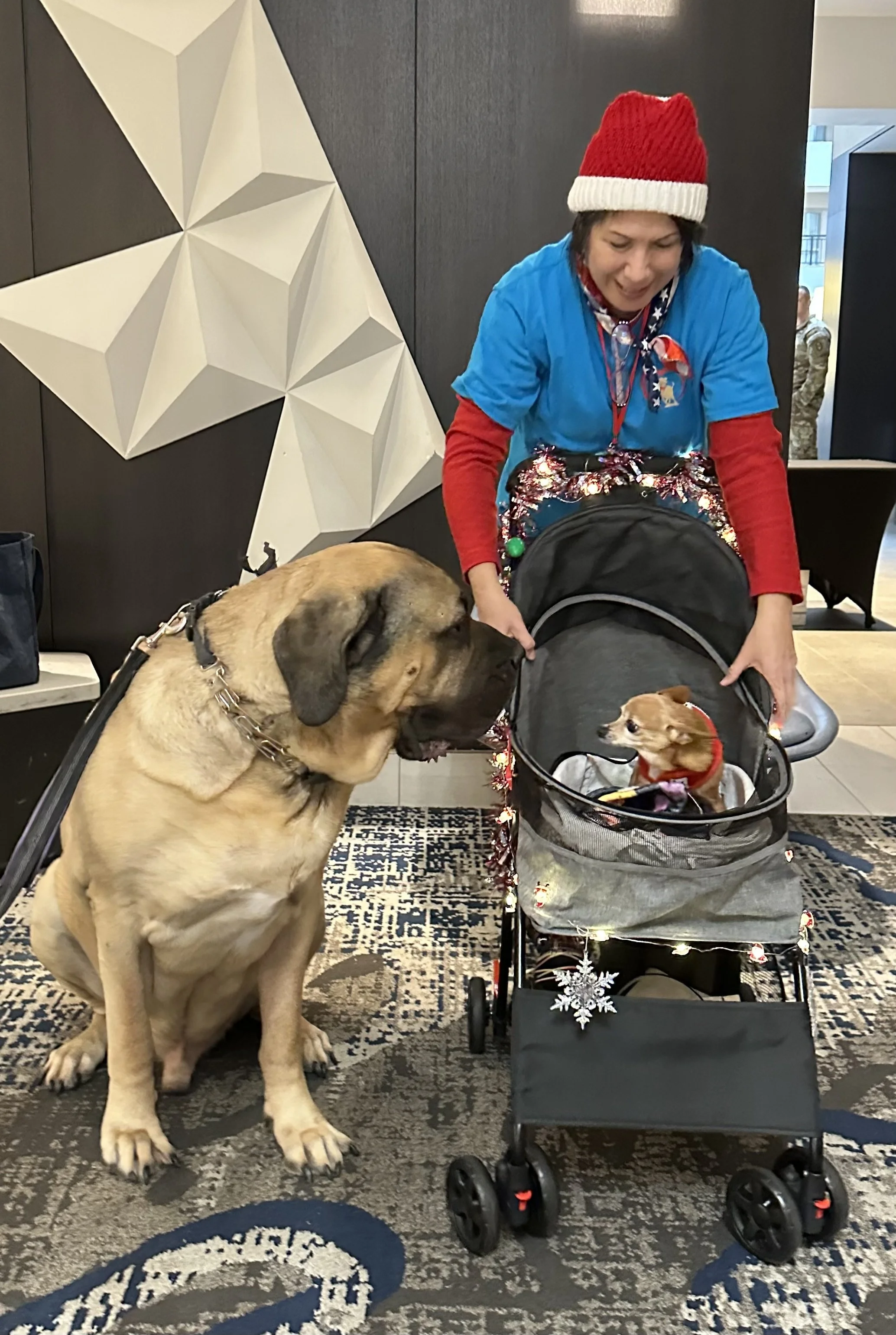A woman dressed in a blue shirt, red long sleeves, and holiday decorations, wearing a red Santa hat, is smiling while holding onto a small dog in a stroller. A large Mastiff dog is sitting on a rug, interacting with the stroller dog. In the backgroun