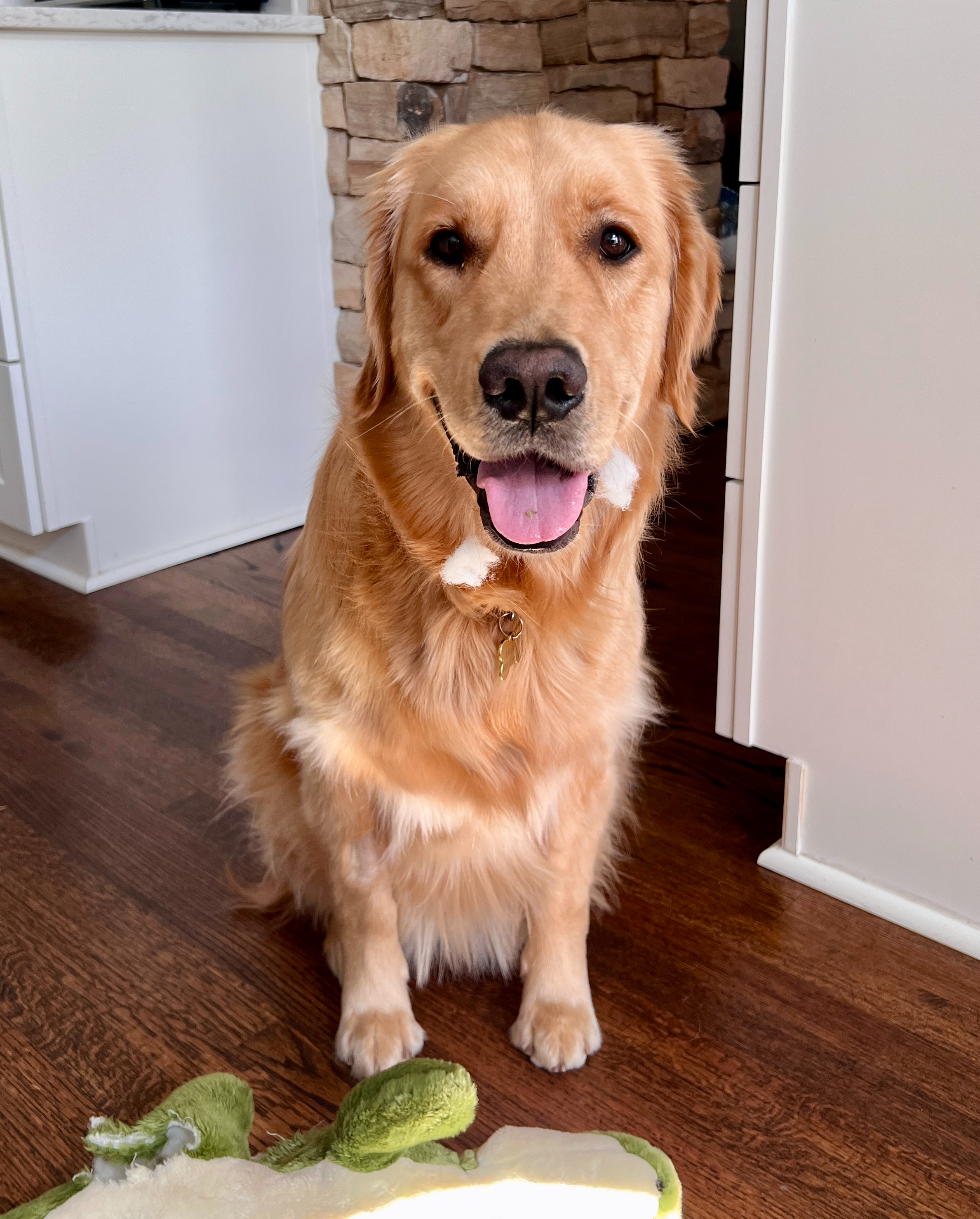 Golden retriever dog with tongue out sitting on hardwood floor next to green plush toy and white blanket in room.