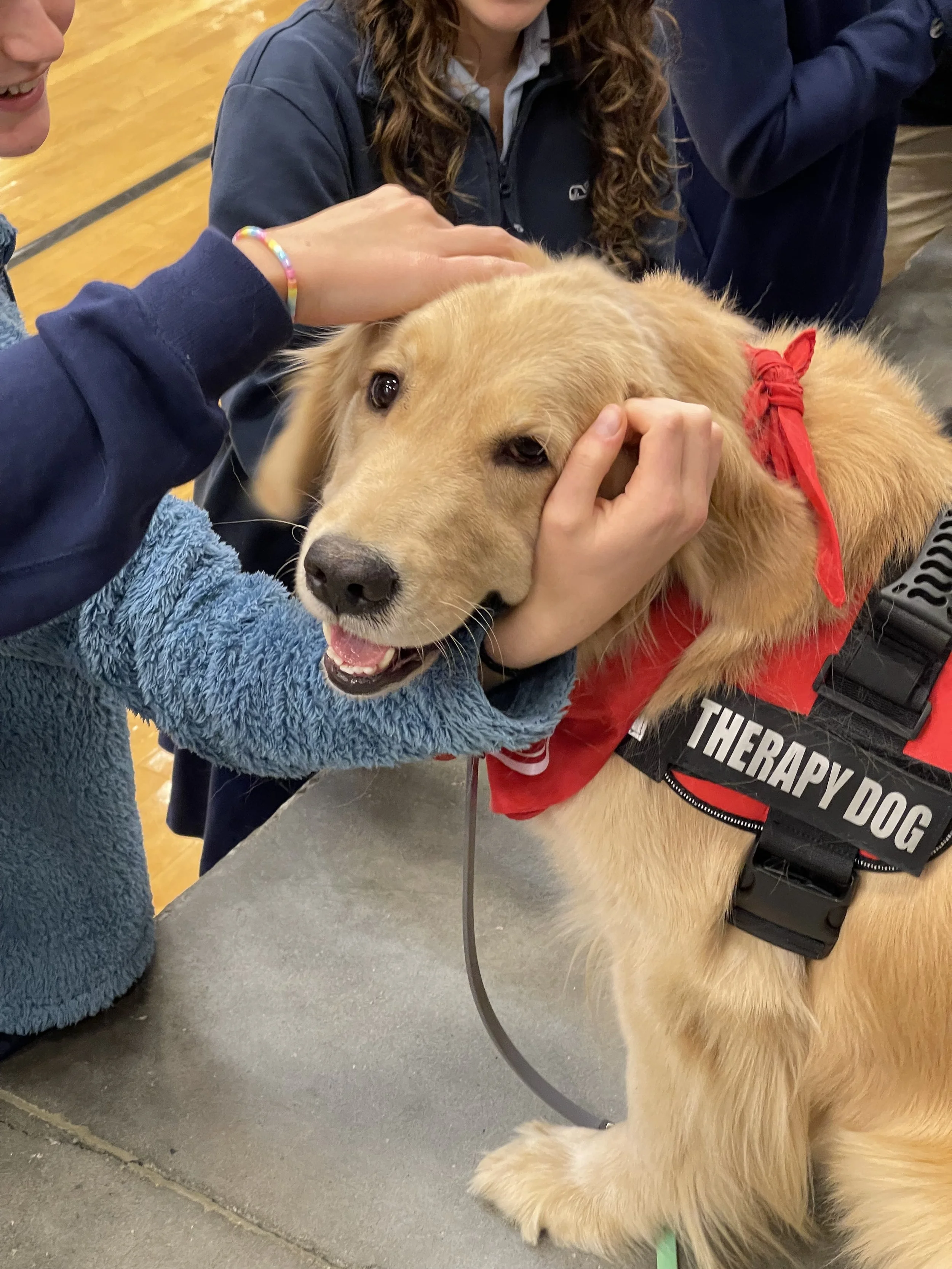 A therapy dog, a large Golden Retriever wearing a red vest with a black harness, is being petted by two children in a gymnasium or similar indoor space. The dog looks calm and happy.