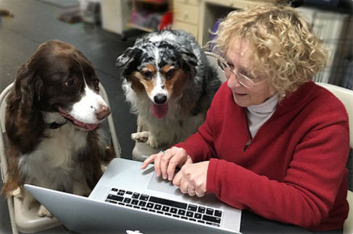 A woman with curly blonde hair and glasses using a silver laptop at a table with two dogs, one brown and white and the other merle, both attentively looking at her.