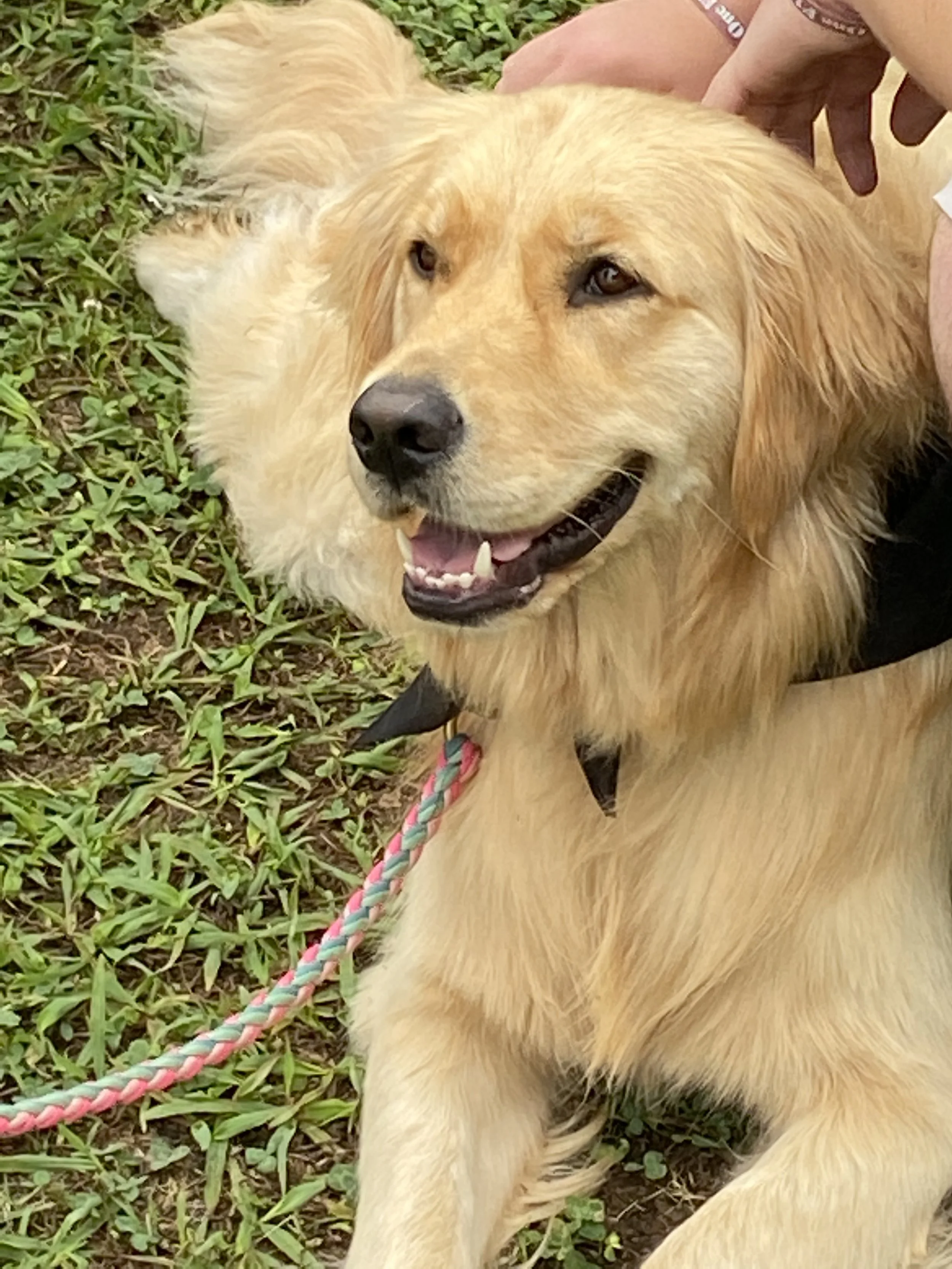 A golden retriever lying on grass with a pink and green leash, a person manually holding its head.
