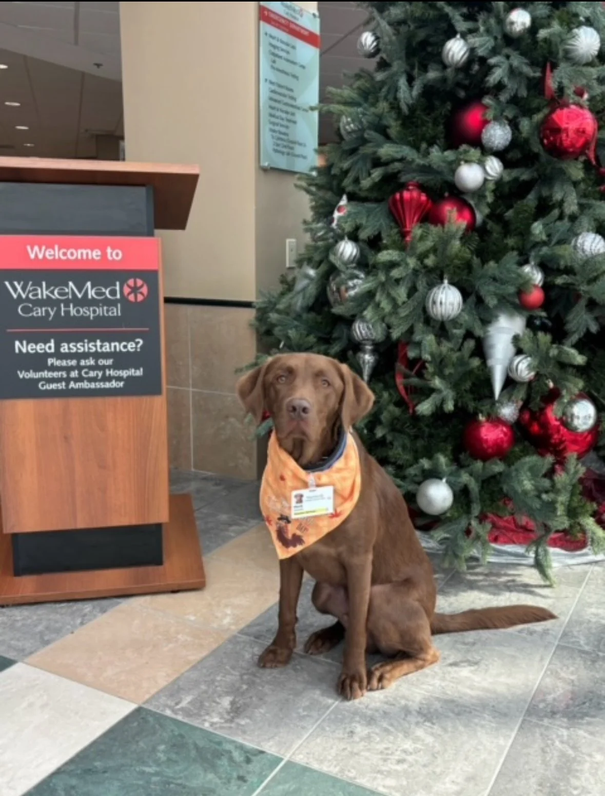 A brown dog wearing an orange bandana sits on a tiled floor in front of a decorated Christmas tree inside WakeMed Cary Hospital. To the left, there is a reception desk with a sign that welcomes visitors and asks for assistance.