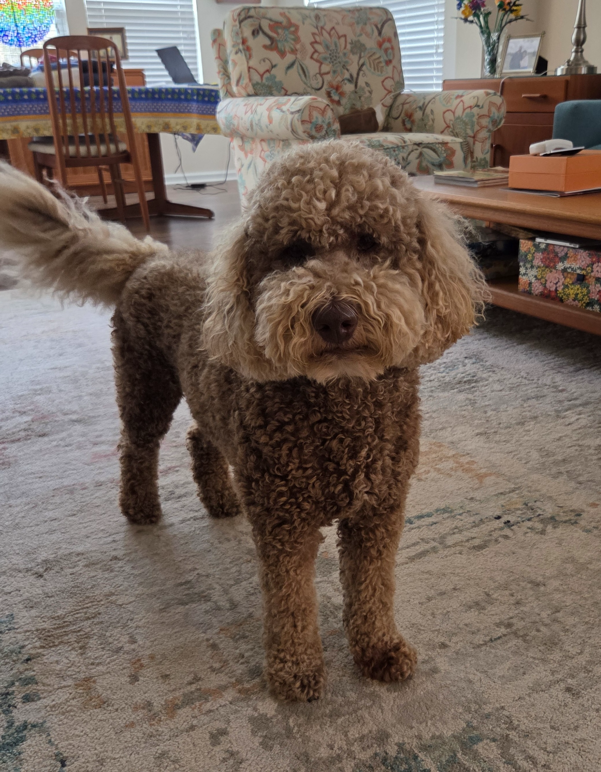 A curly-haired brown dog standing on a beige patterned rug in a living room, with furniture and decorations in the background.