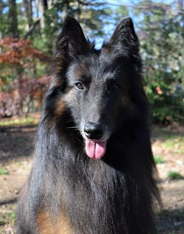 A Belgian Sheepdog with a long black coat, erect ears, and expressive eyes, standing outdoors in a park with trees and colorful foliage in the background.