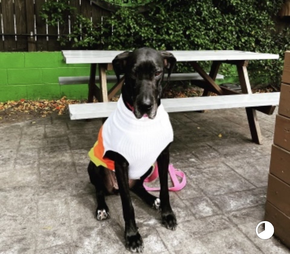 A black and white dog sitting outdoors on concrete pavement, wearing a white sweater with orange and yellow accents, near a wooden picnic table and green-painted brick wall.