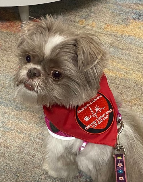 Small dog wearing a red vest with a patch that reads "Dogs with a Purpose," sitting on a carpeted floor.