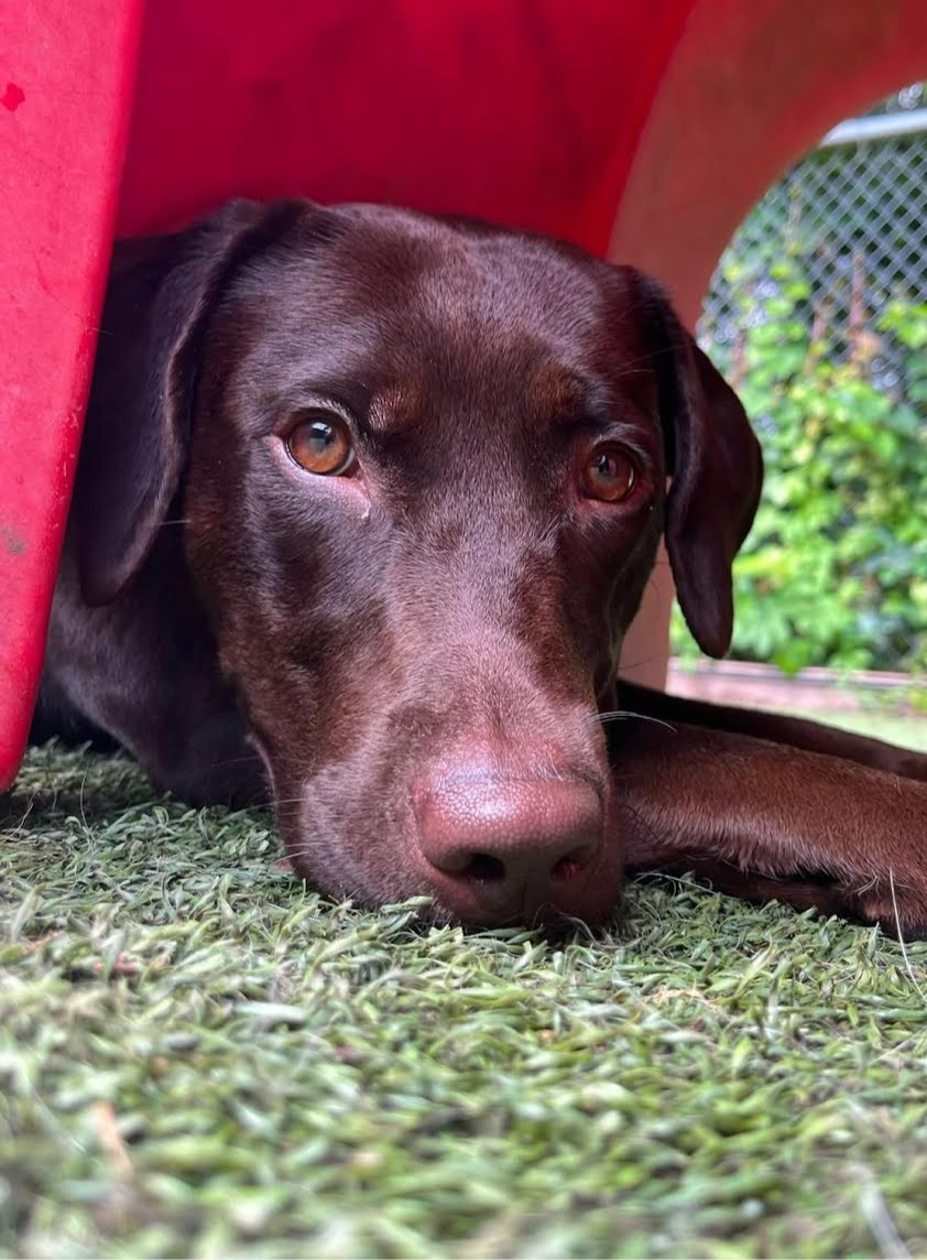 A brown dog lying on grass under a red structure with a background of green foliage and a chain-link fence.
