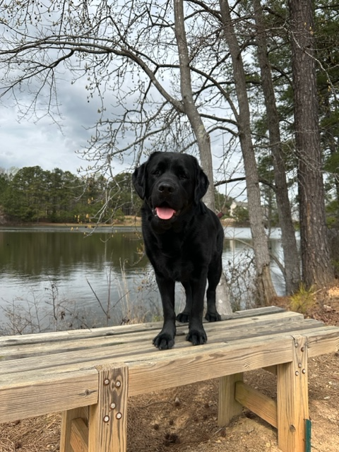 Black dog standing on a wooden dock near a lake, with trees and cloudy sky in the background.